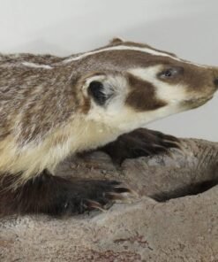 full body badger mount