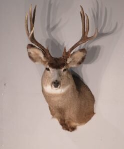 Mule Deer Taxidermy Mount. M-140S