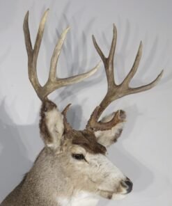 Mule Deer Taxidermy Mount. M-140S