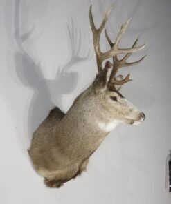 Mule Deer Taxidermy Mount. M-140S