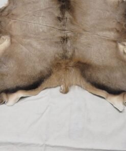 Elk Taxidermy Skin
