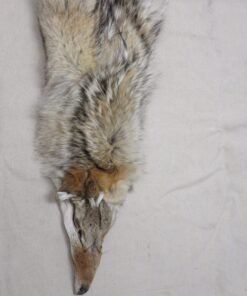 Coyote Skin Rug For Sale
