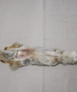 Coyote Skin Rug For Sale