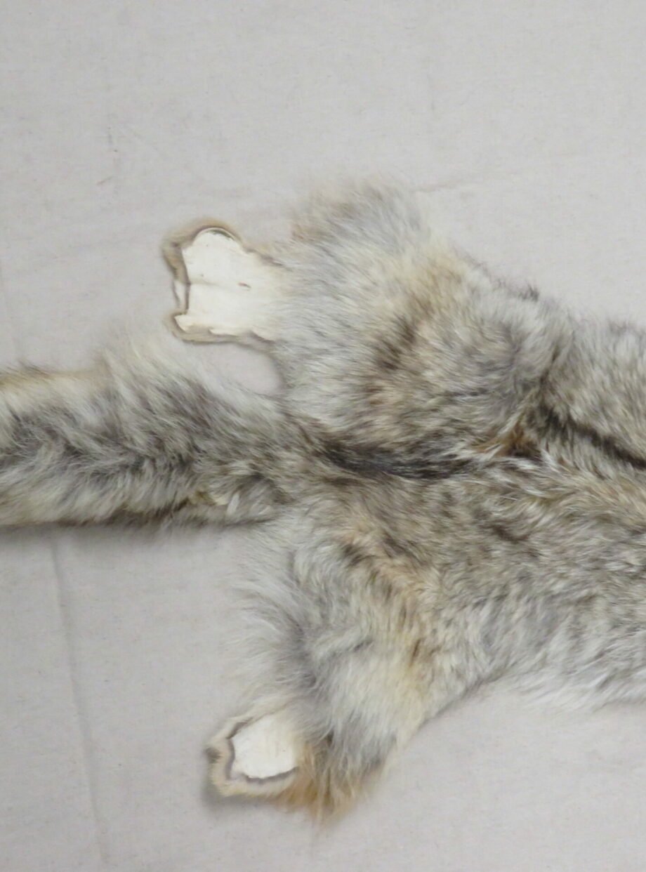 Coyote Tanned Taxidermy