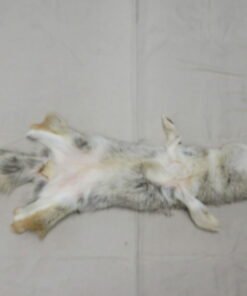 Coyote Tanned Taxidermy
