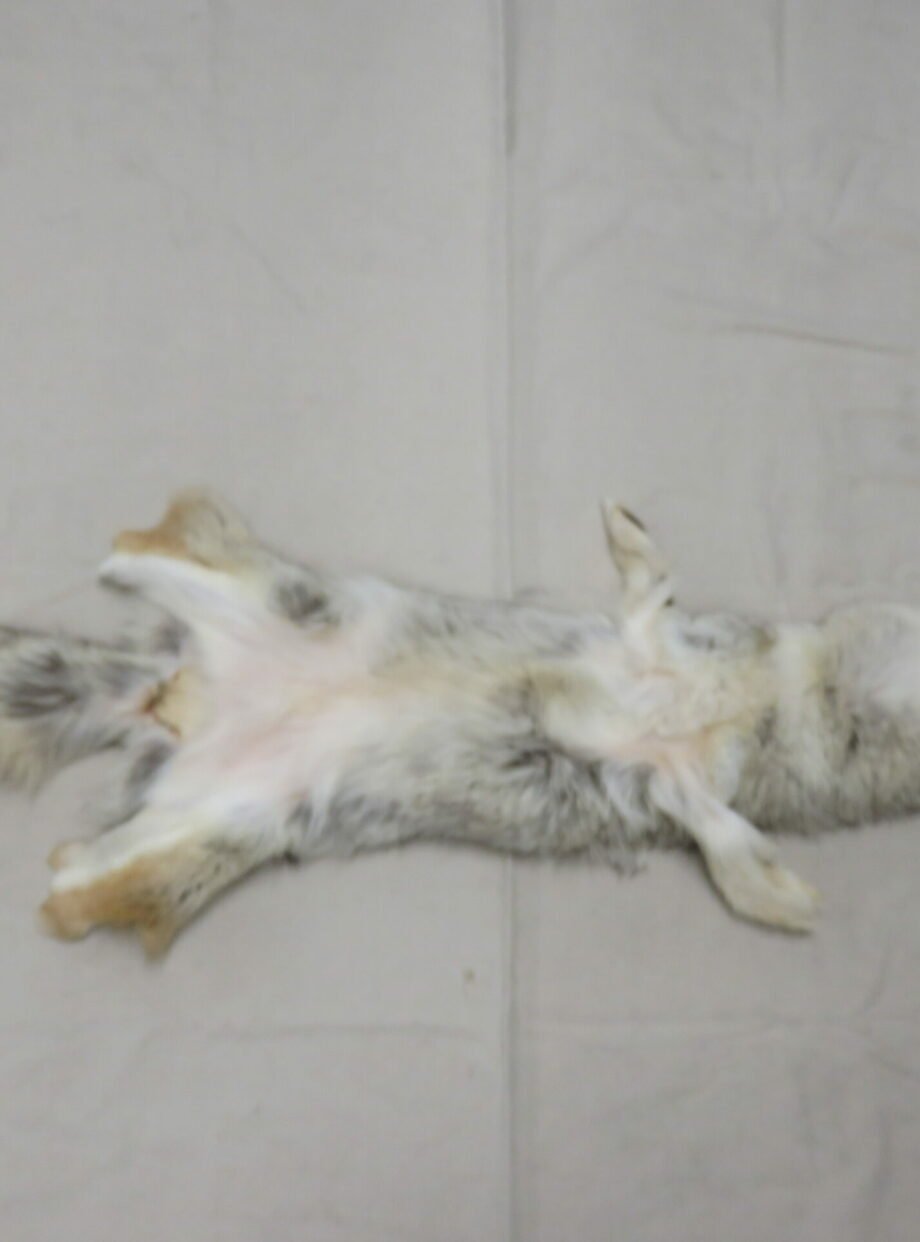 Coyote Tanned Taxidermy