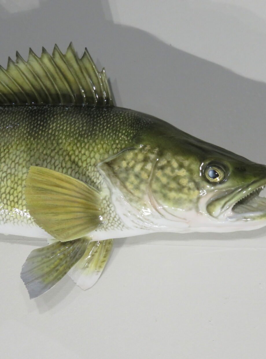 Walleye taxidermy. F-112WA