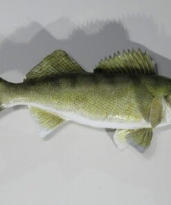 Walleye taxidermy. F-112WA