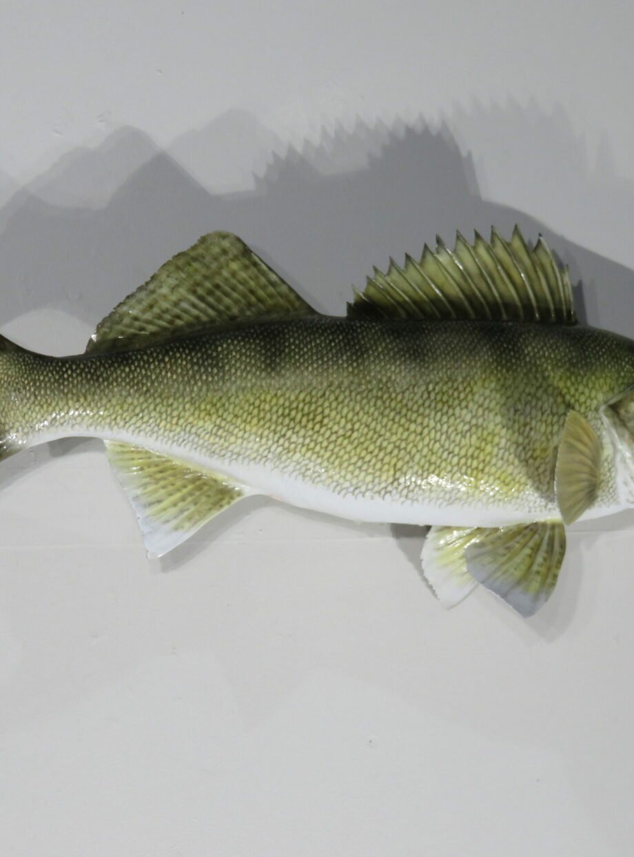 Walleye taxidermy. F-112WA