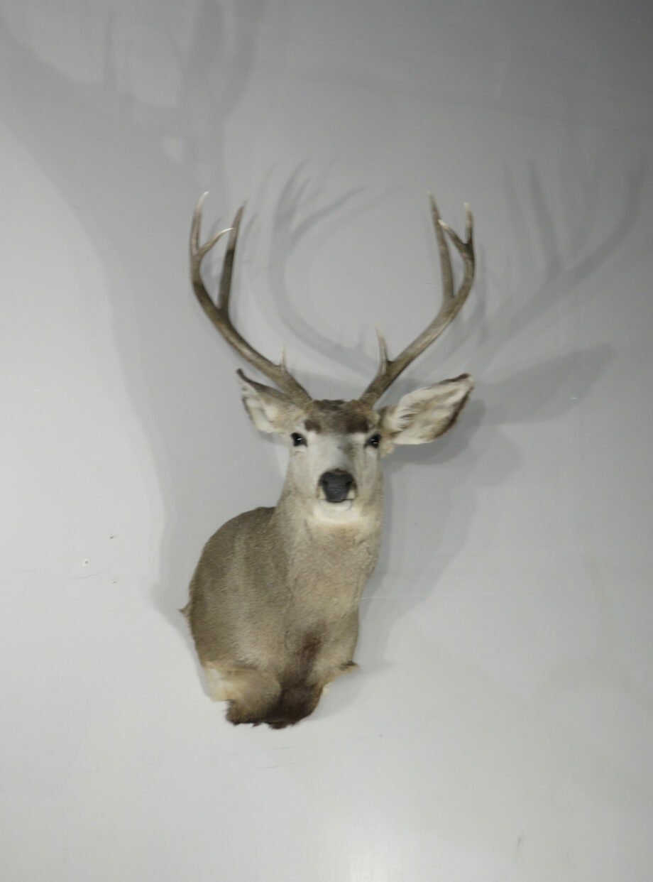 Mule Deer Taxidermy