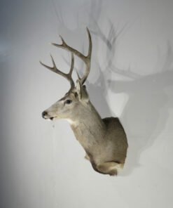 Mule Deer Taxidermy
