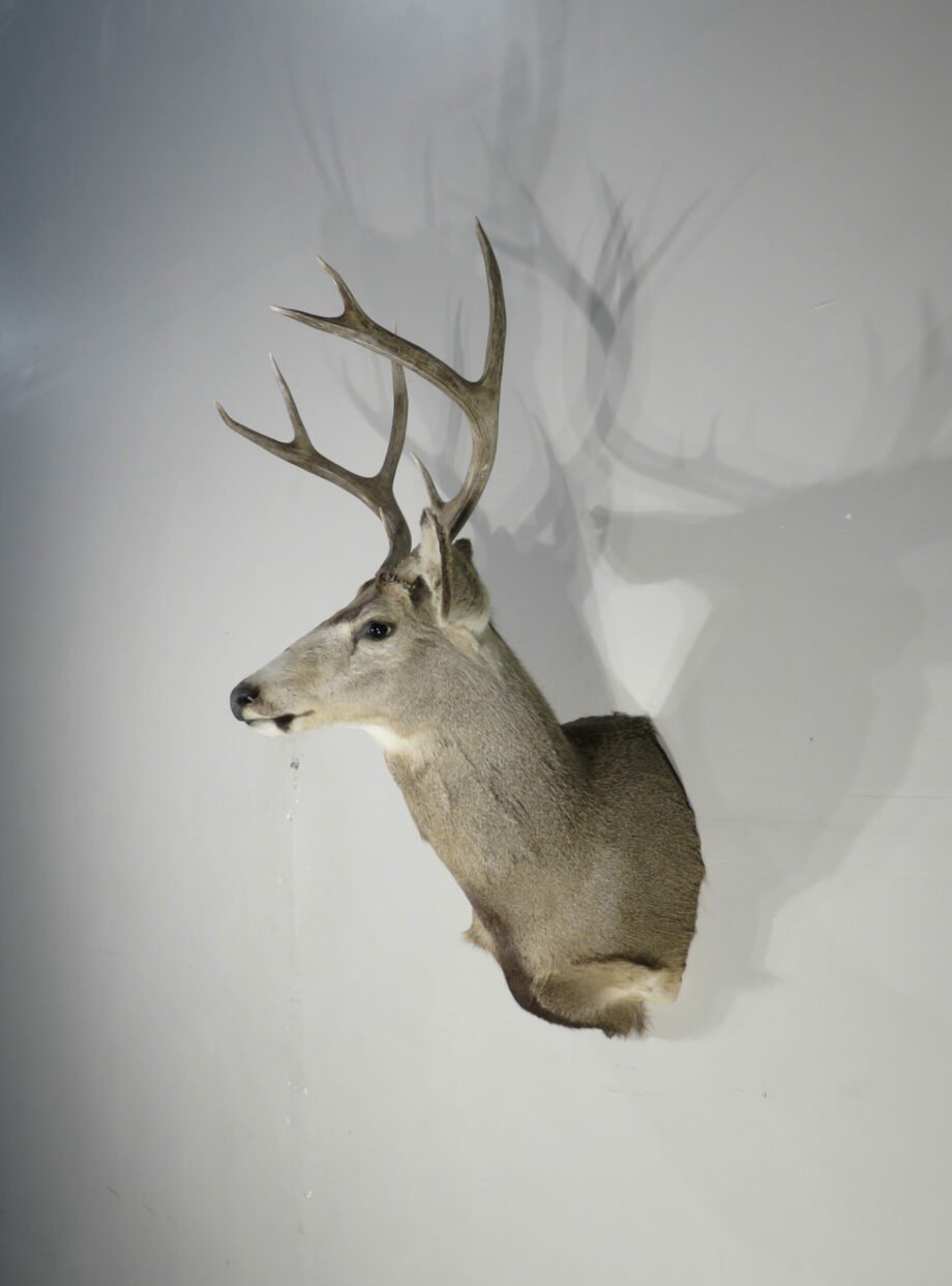 Mule Deer Taxidermy