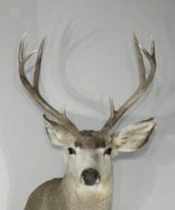 Mule Deer Taxidermy