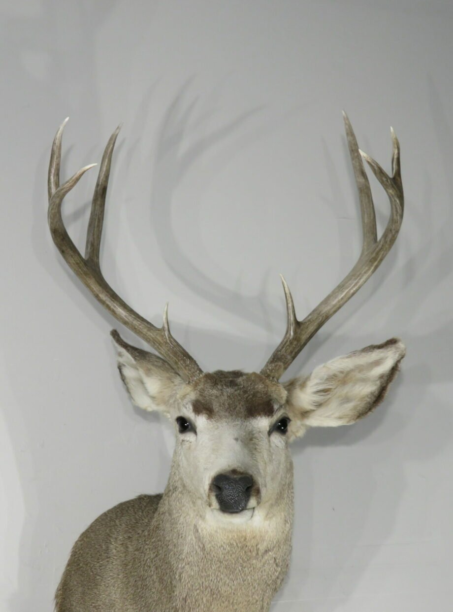 Mule Deer Taxidermy