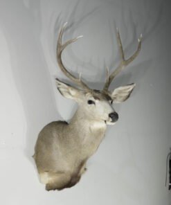 Mule Deer Taxidermy