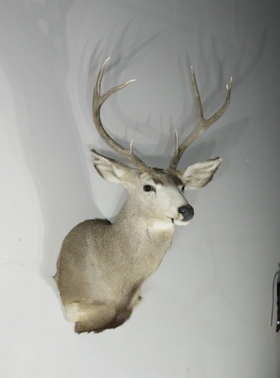 Mule Deer Taxidermy