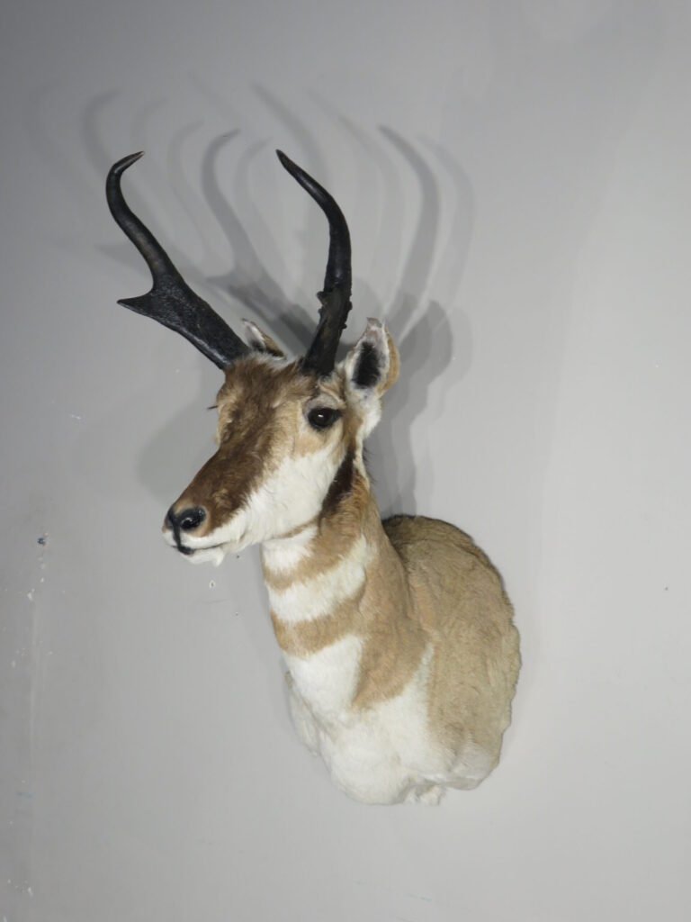 Antelope Mounts For Sale