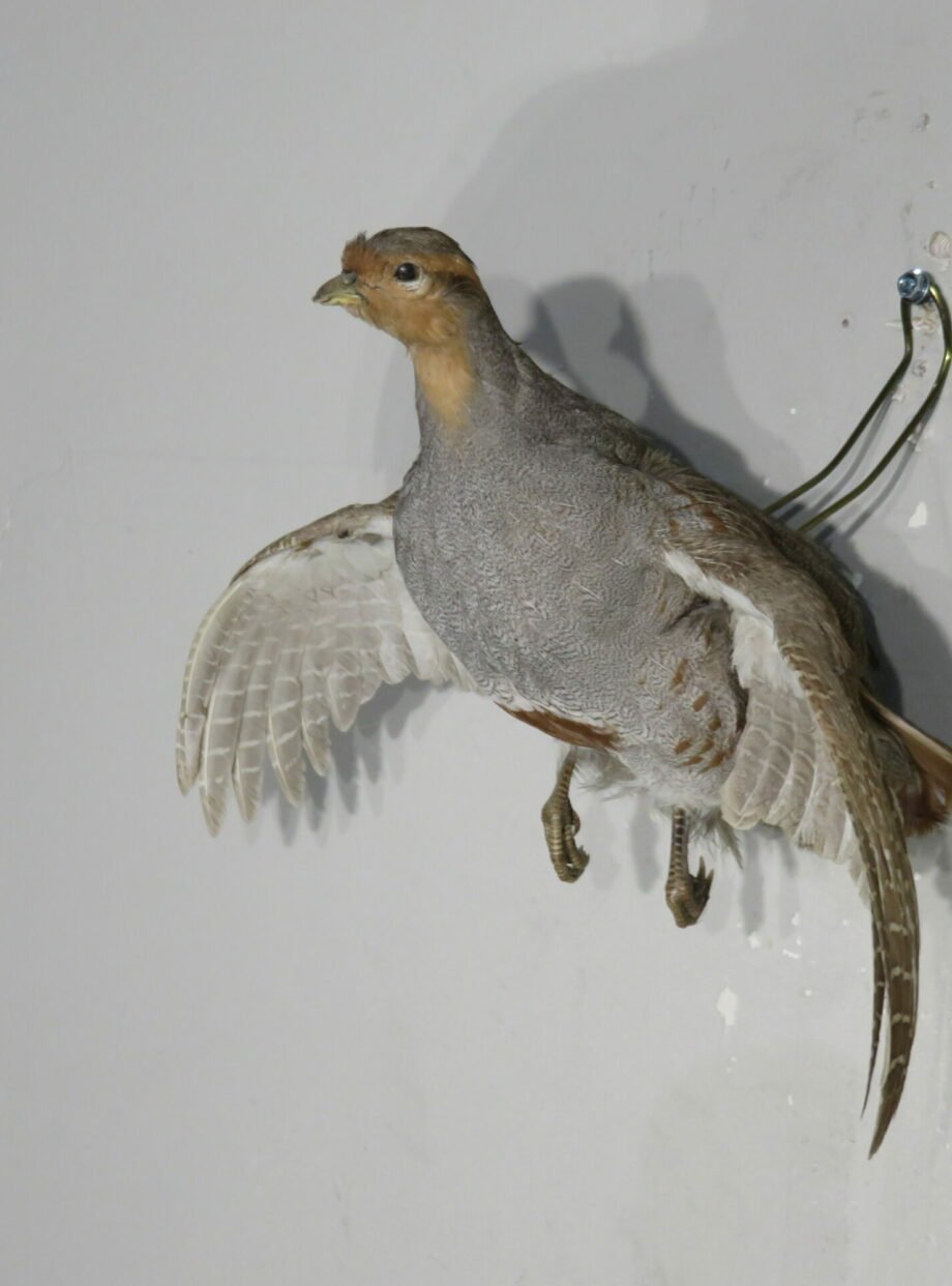 Hungarian Partridge Taxidermy