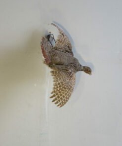 Flying Hungarian Partridge Taxidermy