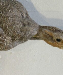 Flying Hungarian Partridge Taxidermy