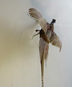 Ringneck Pheasant taxidermy
