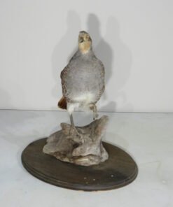 Hungarian Partridge Taxidermy