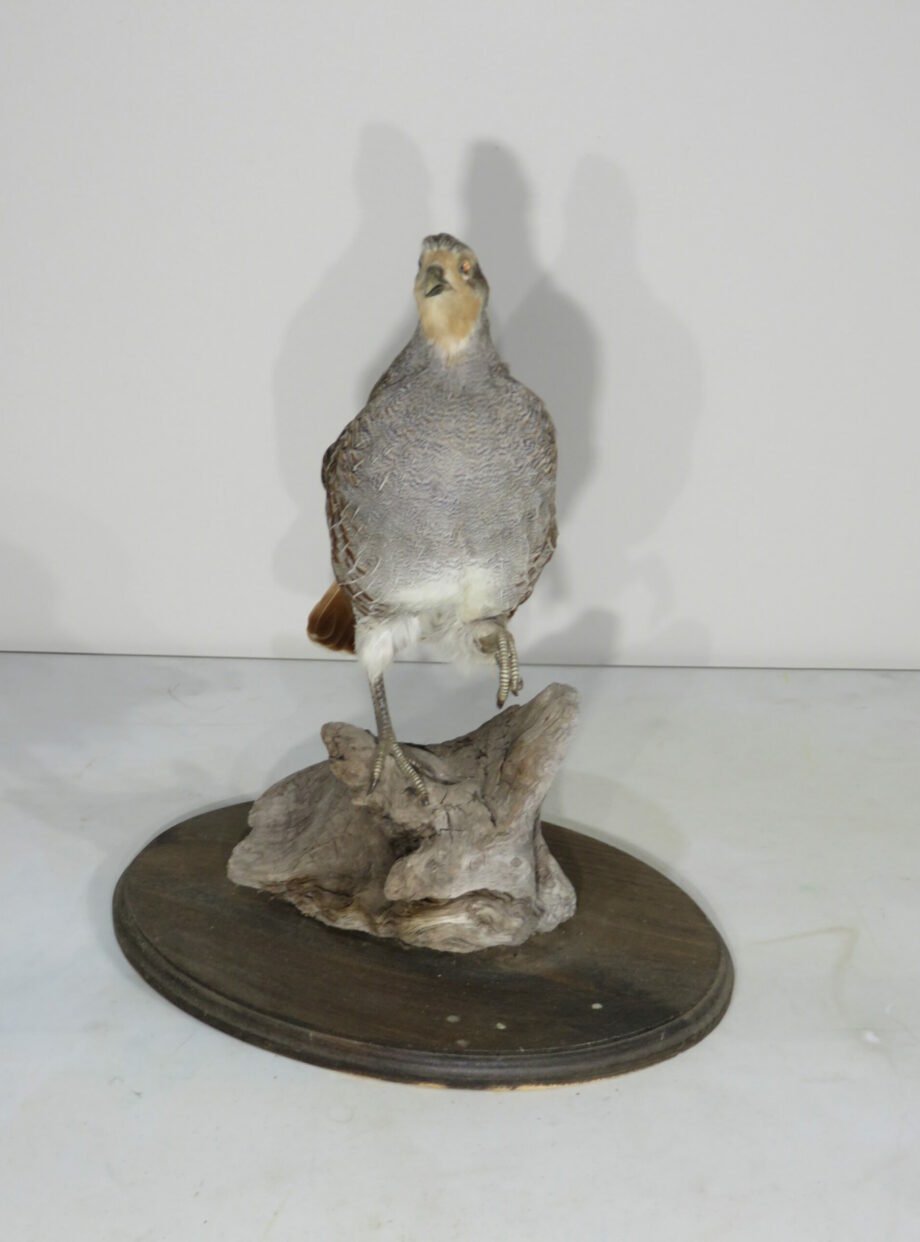 Hungarian Partridge Taxidermy