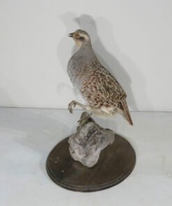 Hungarian Partridge Taxidermy