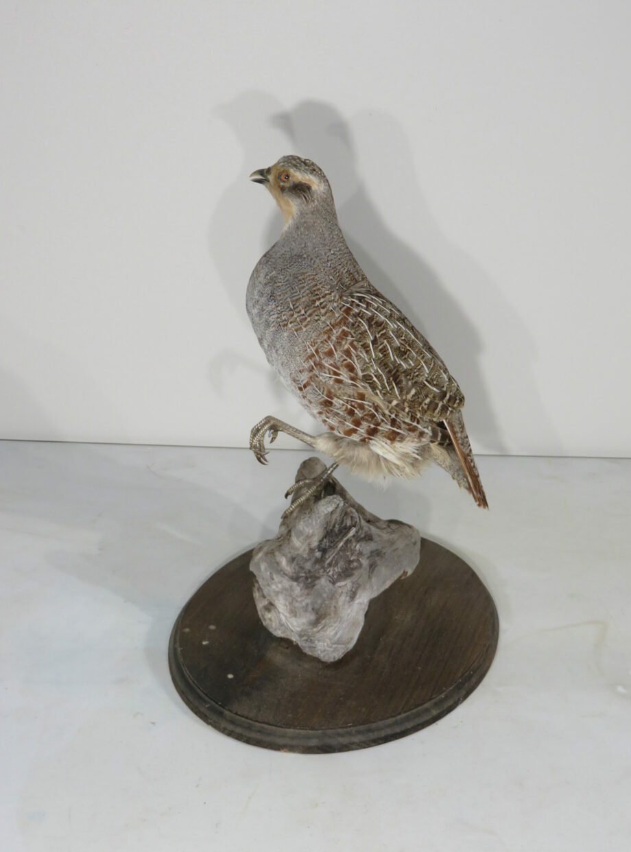Hungarian Partridge Taxidermy