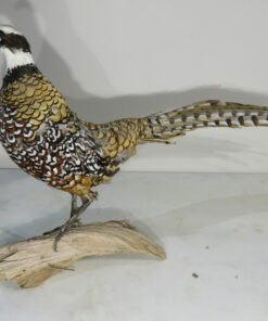 Reeves Pheasant Taxidermy
