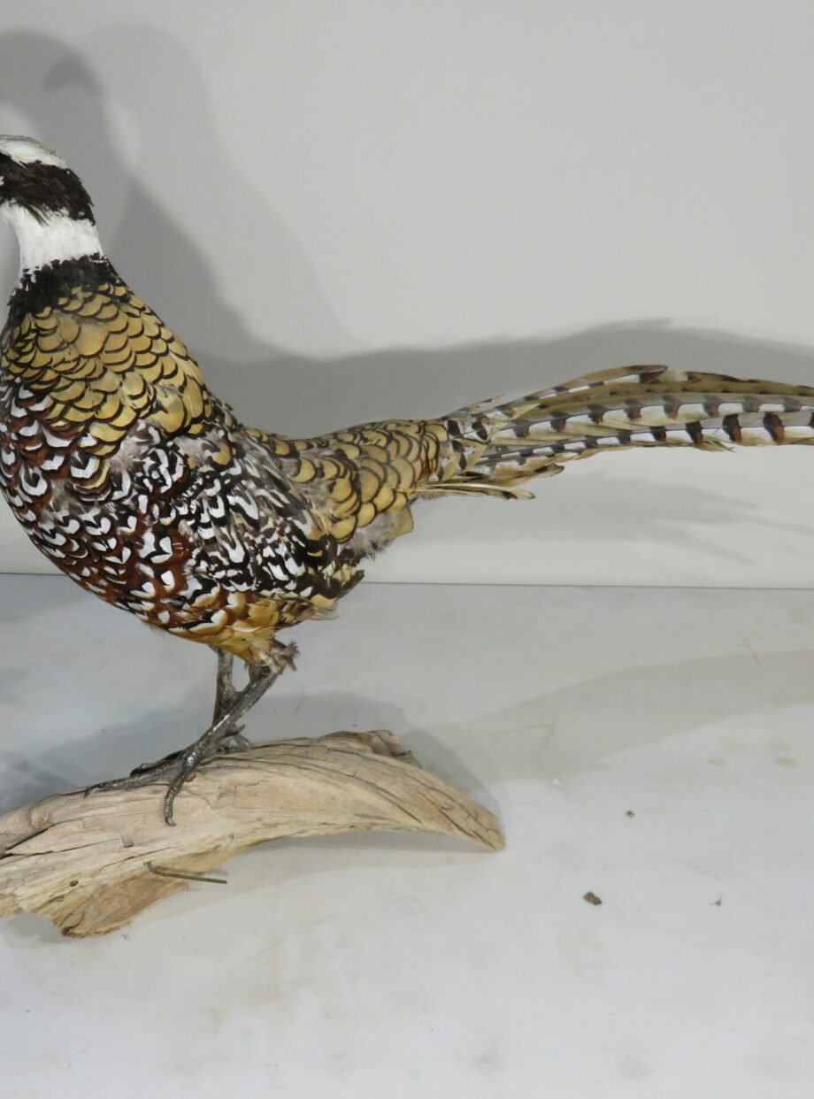 Reeves Pheasant Taxidermy