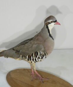 chukar taxidermy