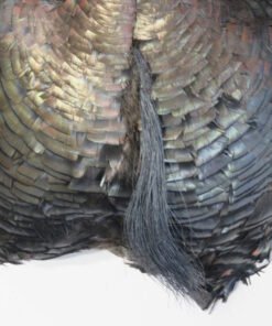 Turkey Mounts For Sale