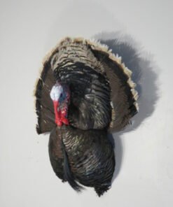 Turkey Mounts For Sale