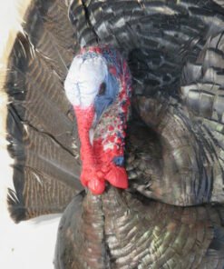 Turkey Mounts For Sale