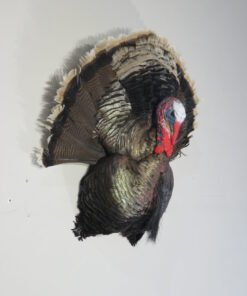 Turkey Mounts For Sale