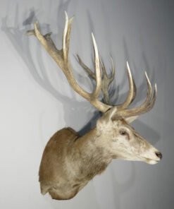 Red Stag Deer Mounts​