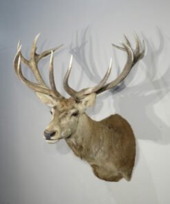 Red Stag Deer Mounts​