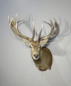 Red Stag Deer Mounts​