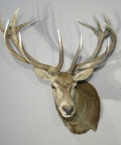 Red Stag Deer Mounts​
