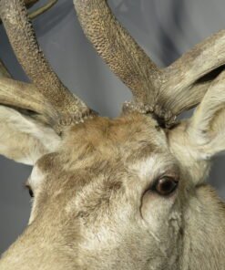 Red Stag Deer Mounts​