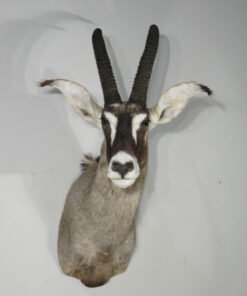 Roan Antelope Taxidermy Mount