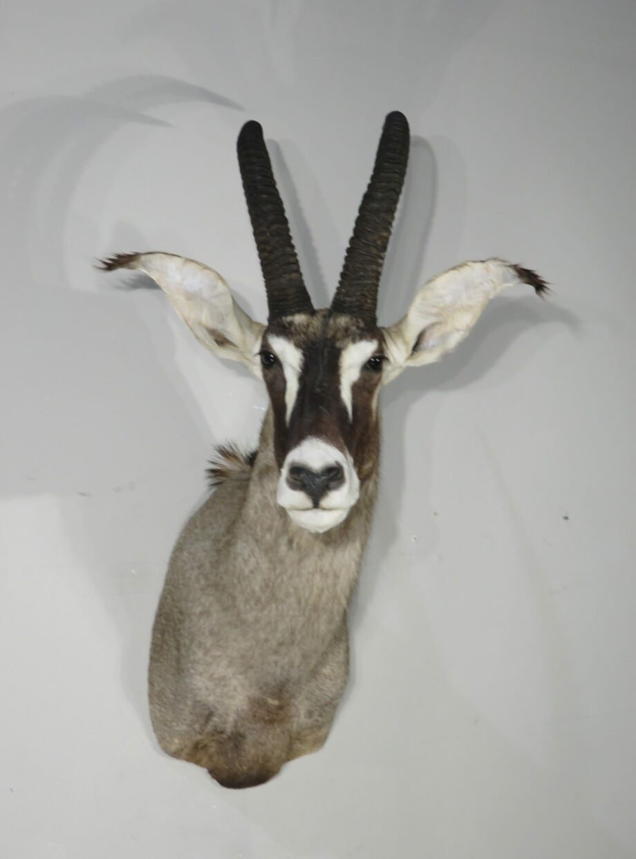 Roan Antelope Taxidermy Mount