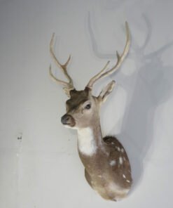 Axis Deer Mount