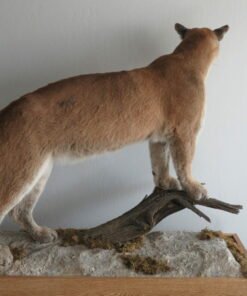 Mountain Lion Taxidermy For Sale