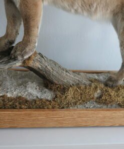 Mountain Lion Taxidermy For Sale