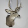 Mule Deer Taxidermy Mount. M-144S