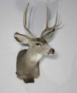 Mule Deer Taxidermy Mount. M-144S