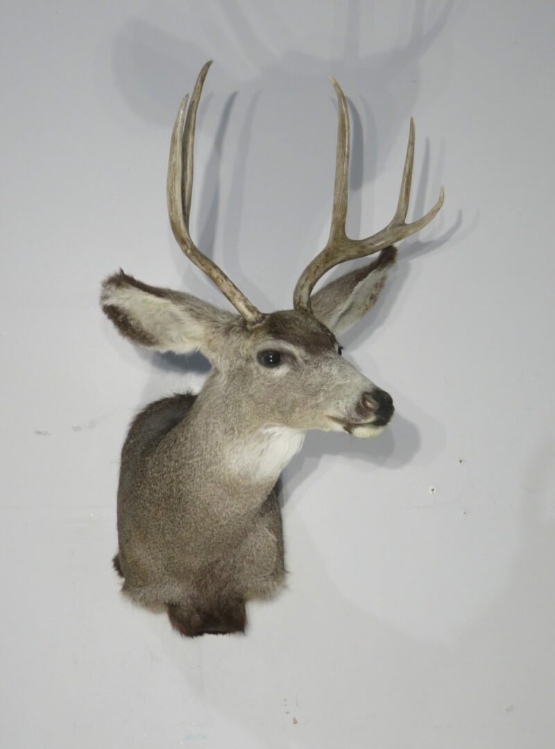 Mule Deer Taxidermy Mount. M-144S
