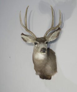 Mule Deer Taxidermy Mount. M-144S